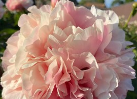 pion ambrosia-1